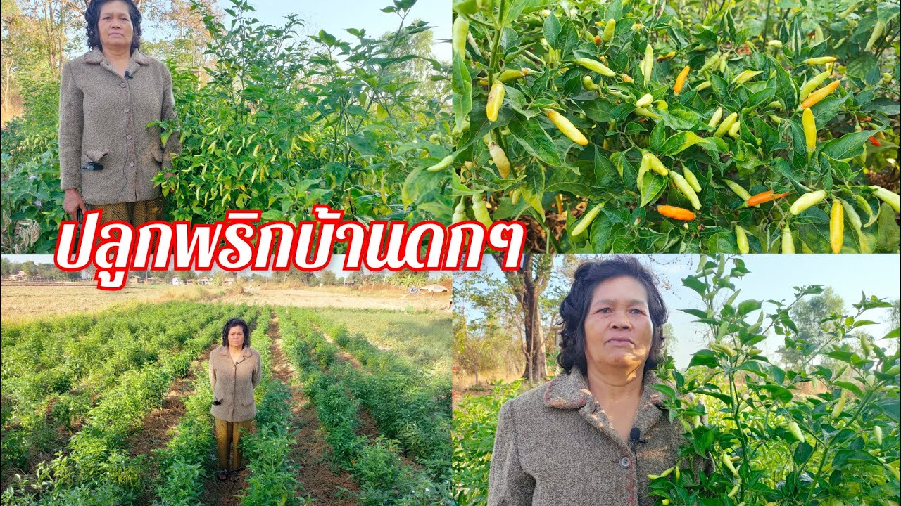 ปลูกพริกดกๆ แบบบ้านๆ ปลูกพริกท้องถิ่น ขายดี ขายทุกวันมีรายได้ดี