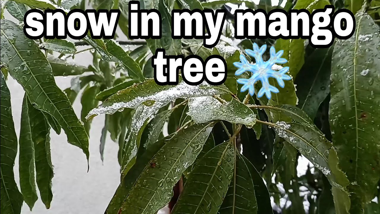 🌴Tropical trees and plants in a non Tropical zone, what can happen? 🌴