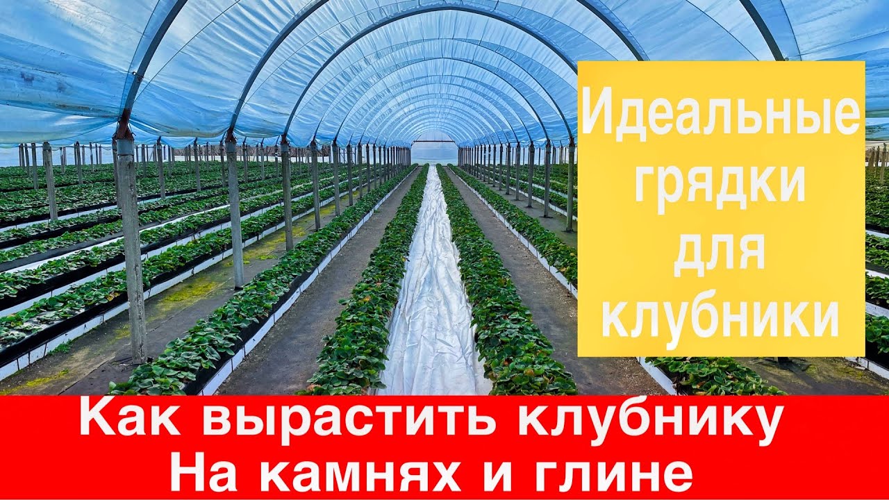 Как сделать идеальные грядки для клубники.Как вырастить Клубнику на камнях и глине