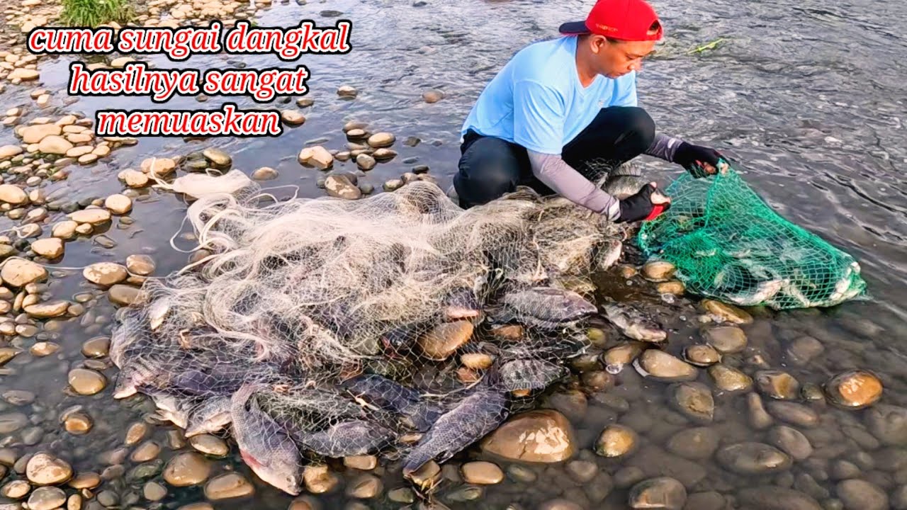 Cuma jala ikan di sungai dangkal hasilnya sangat memuaskan || best net fishing tilapia
