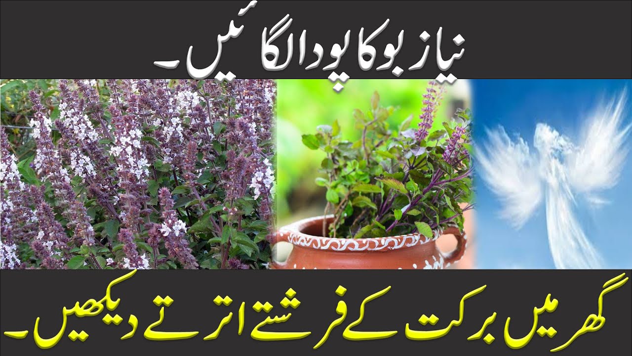 Tib E Nabvi S.A.W.W - Benefits Of Tulsi, Niazbo || Urdu|| Hindi|| Healthacious