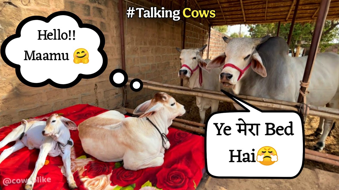Vrinda को Prithu का Bed milgaya😍| Baby Calf Gets a new Bed | Cowsblike