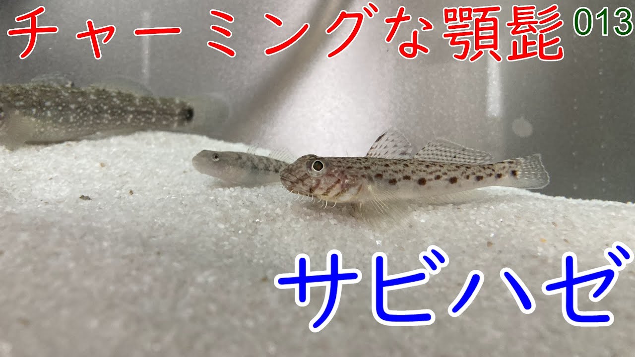 【013】かわいいアゴヒゲをたくわえたサビハゼを飼育します【マリンアクアリウム】
