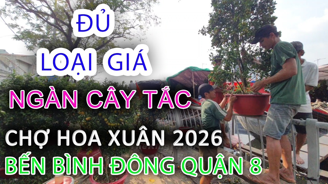 Bến Bình Đông HÀNG NGÀN CÂY TẮC  Chợ Hoa Xuân Trên Bến Dưới Thuyền 2026 - Sài Gòn