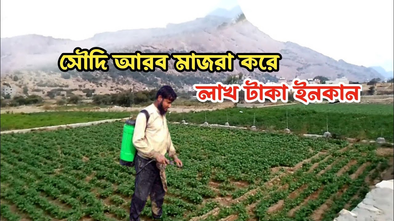 সৌদি আরব কৃষি মাজরা করে লাখ টাকা ইনকাম। সফল বাংলাদেশীরা। Saudi Arab Agriculture. Majra Abha SA. V33