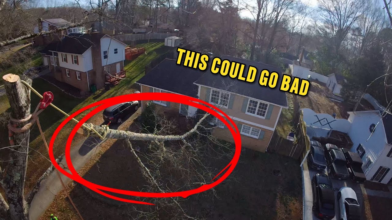 Oak Tree Removal! Client wanted it gone ASAP