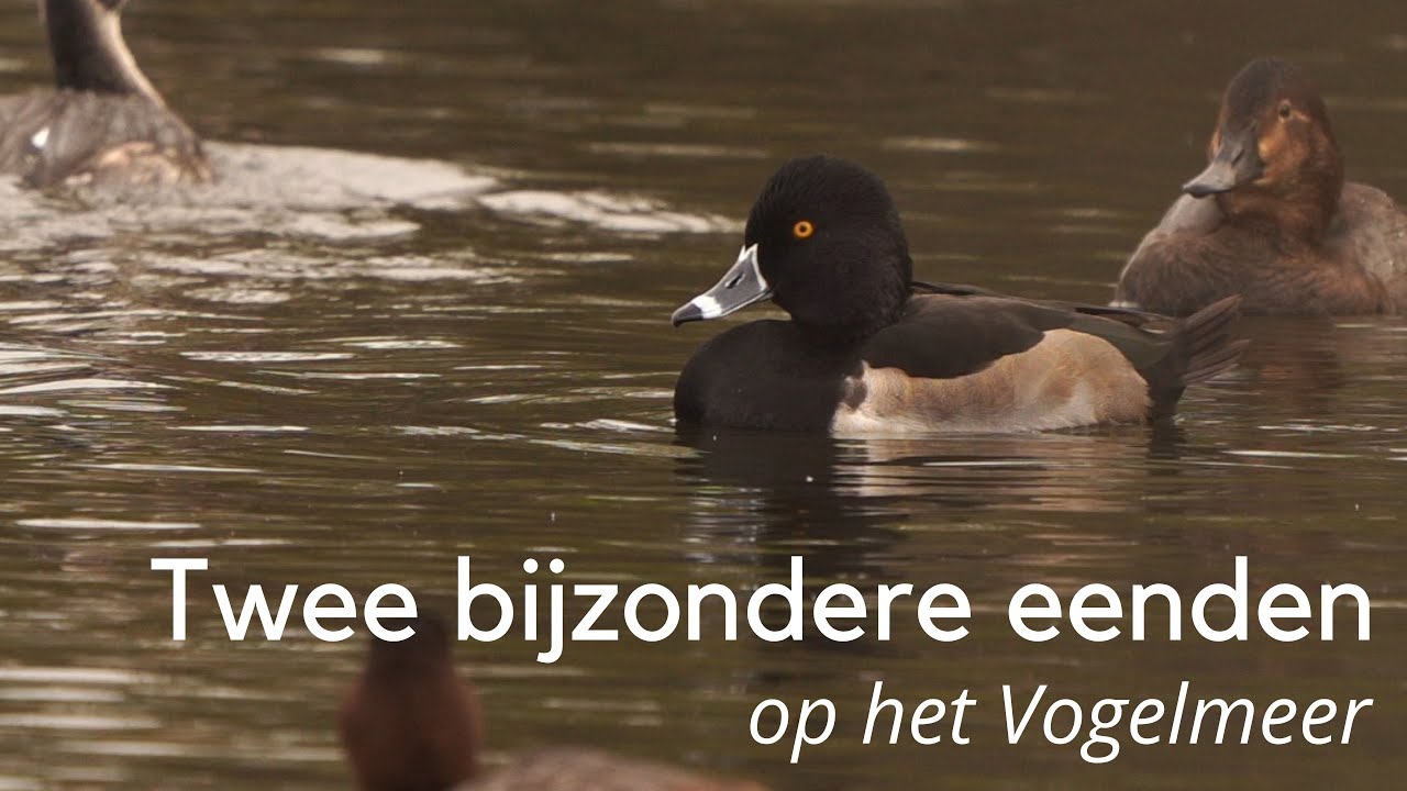 Twee bijzondere eenden op het Vogelmeer #1378