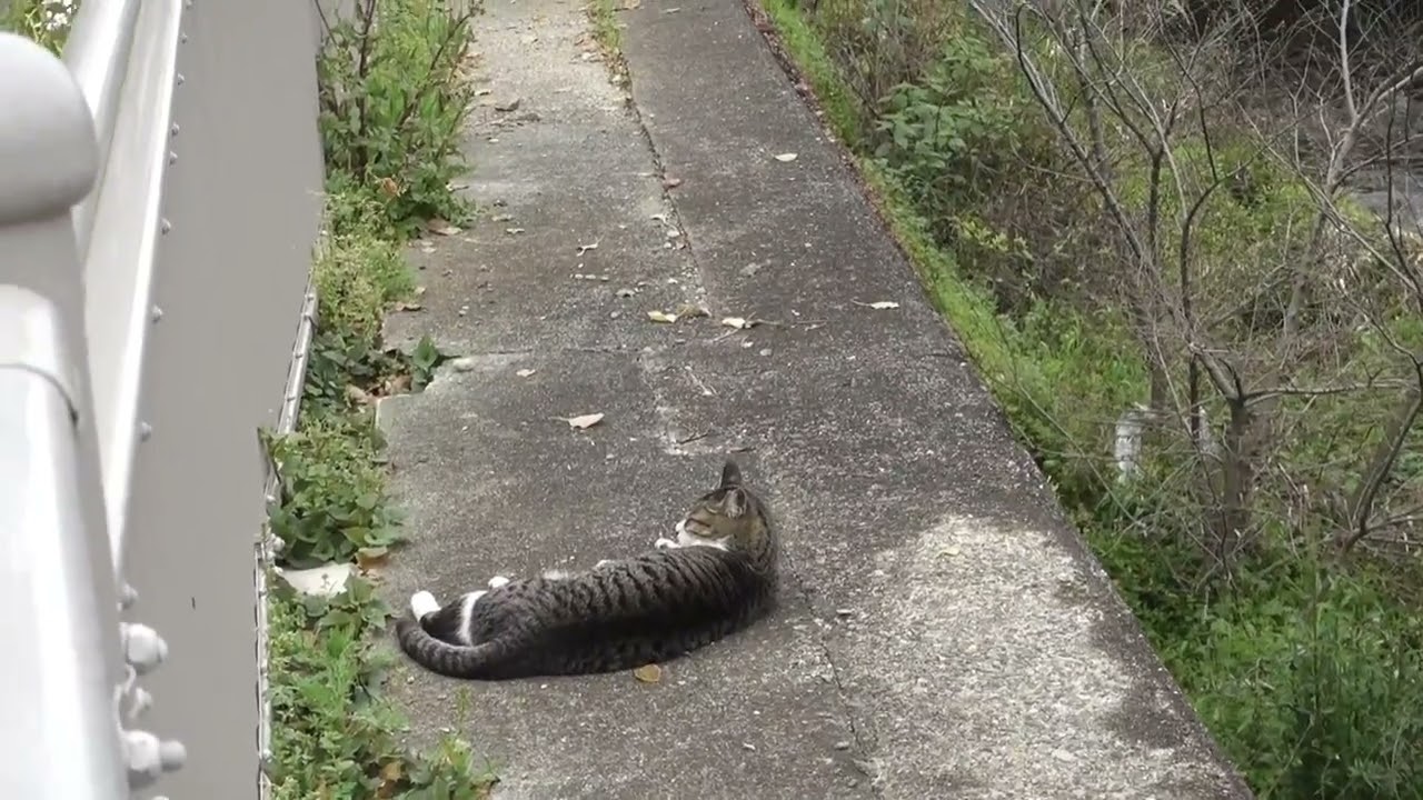 【Cat Video】 meowmeow Happy 