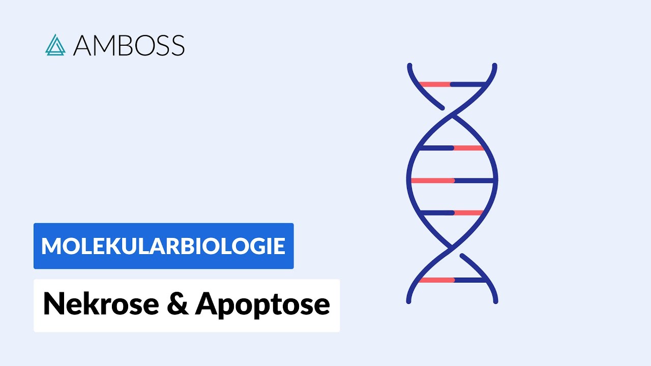 Zelltod durch Nekrose oder Apoptose - Biochemie - Physiologie - AMBOSS Video