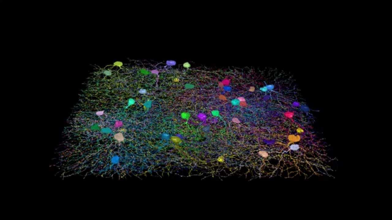 150 Neurons Mapped in EyeWire