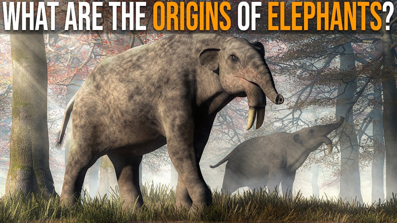 What Are The Origins of Elephants?