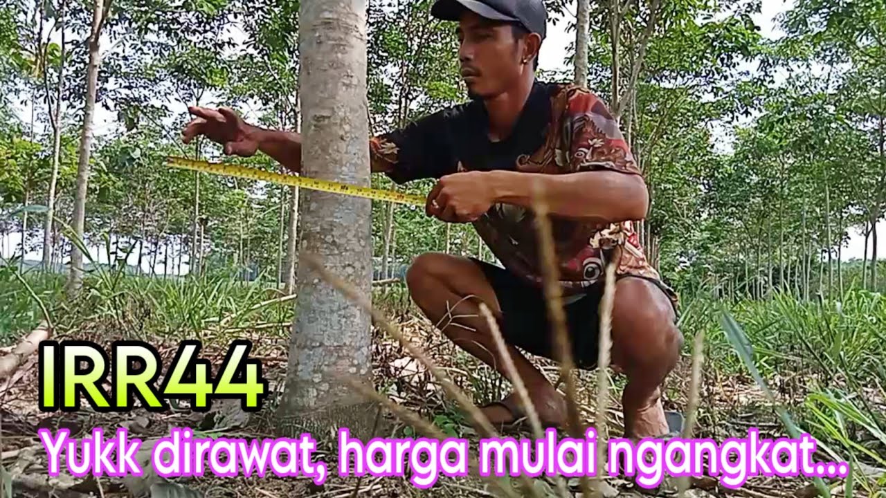 Karet IRR44 / BBM Gemblung umur 3 tahun sudah bebas dari jamur akar putih #metode #perawatan #karet