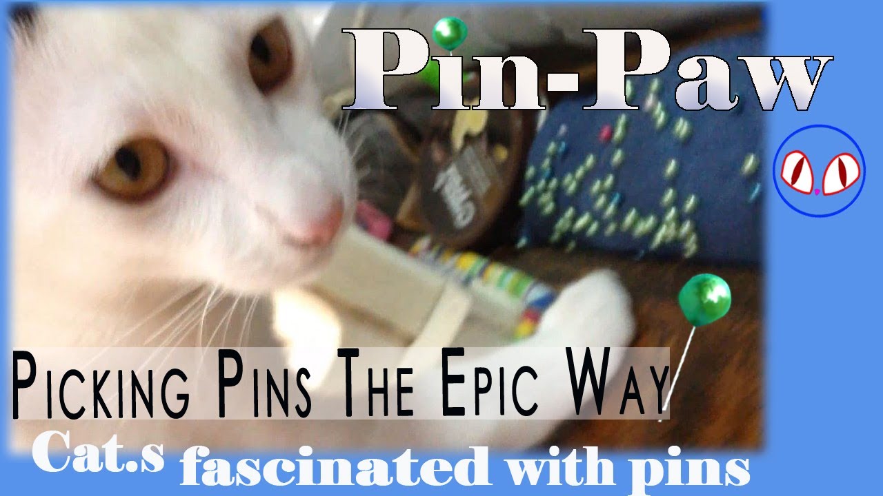 How my cat picks a pin up\ Pin-Paw