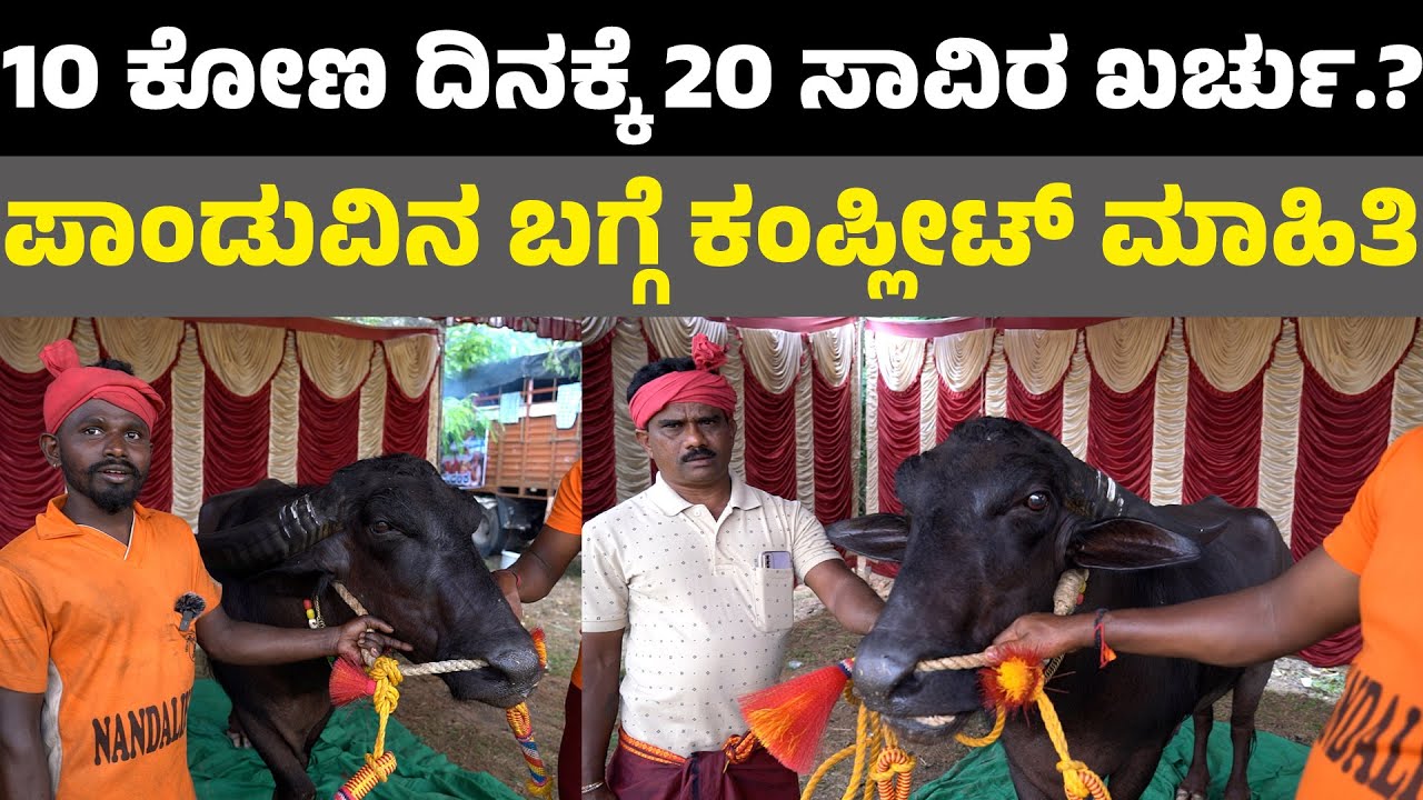 The Champion Buffalo of Kambala Pandu I ಚಾಂಪಿಯನ್ ಪಾಂಡುವಿನ ಬಗ್ಗೆ ಕಂಪ್ಲೀಟ್ ಮಾಹಿತಿ