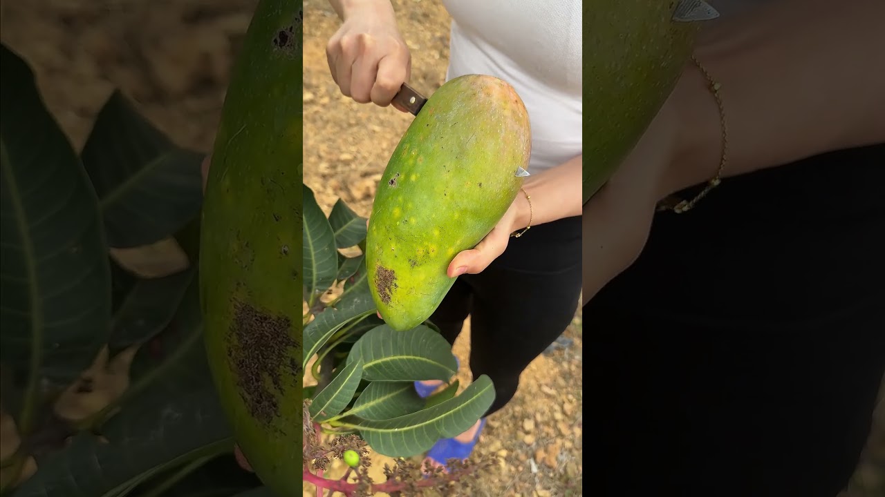 Perfect Mango Cutting &ndash; No Talking