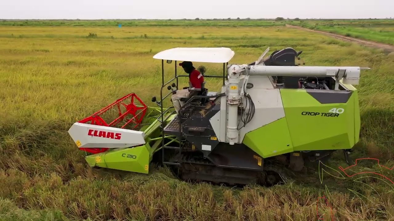 Moissonneuse Crop Tiger CLAAS dans le riz au Sénégal commercialisée par Terragrisen