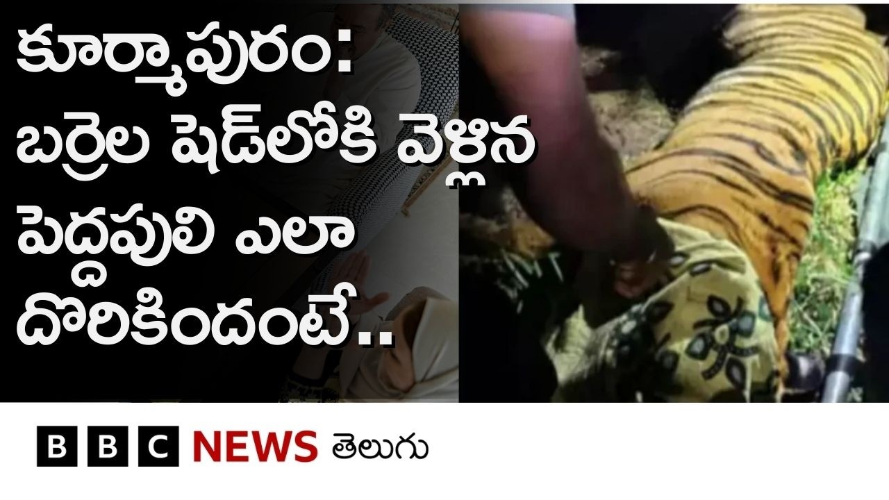కూర్మాపురంలో బర్రెల కొట్టంలోకి వెళ్లిన పెద్దపులి ఎలా దొరికిందంటే.. | BBC Telugu