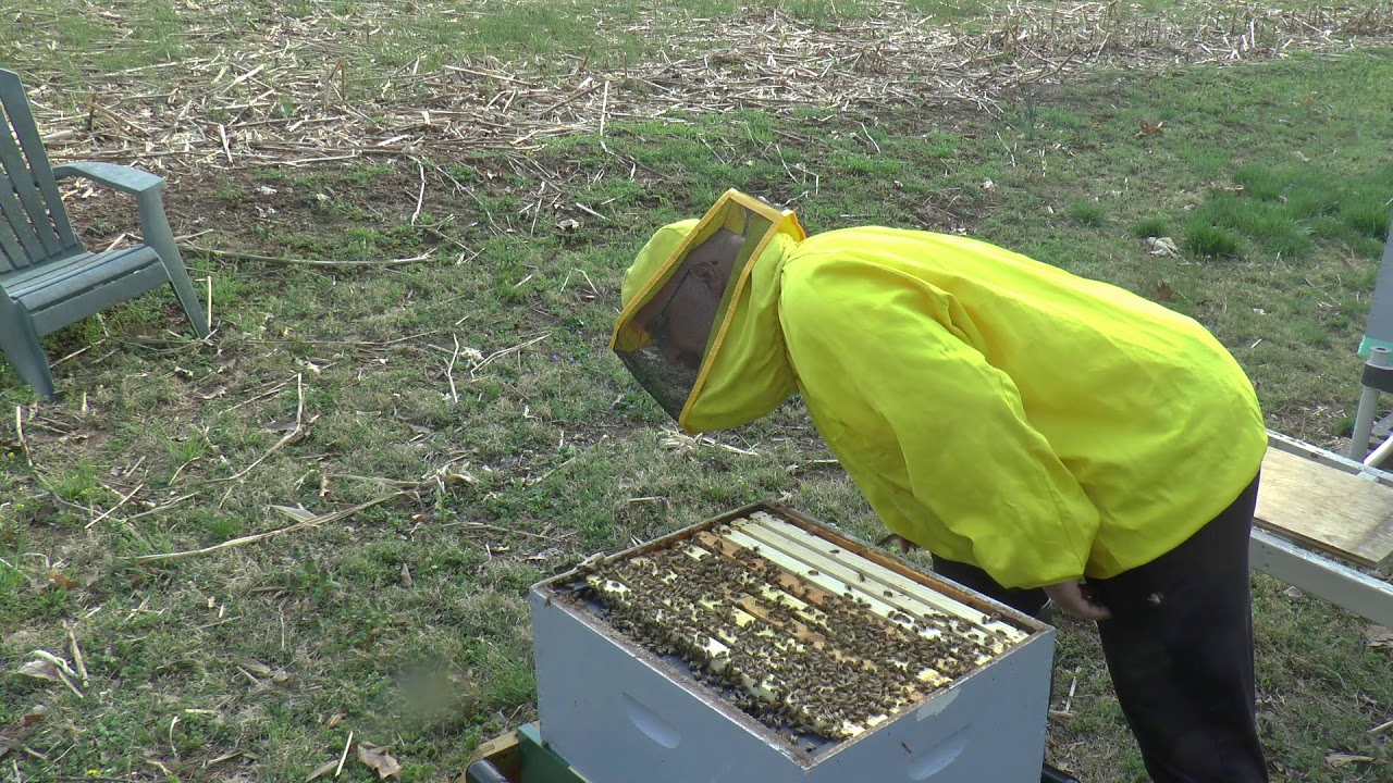 Queen Release Check