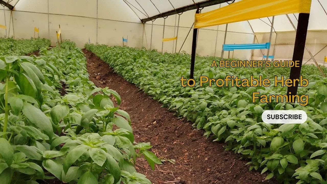 From Seed to Success: A Beginner’s Guide to Profitable Herb Farming