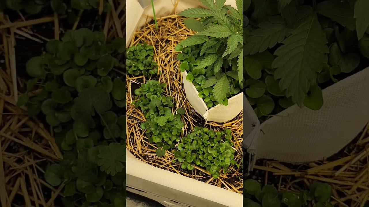 Indoor True Living soil 2x4 raised bed using bottomless pots