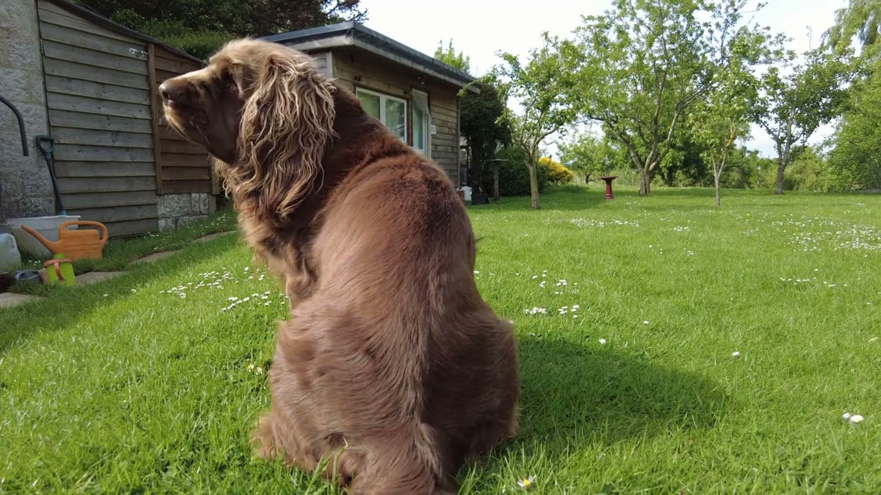 Dibble Dancing Tail