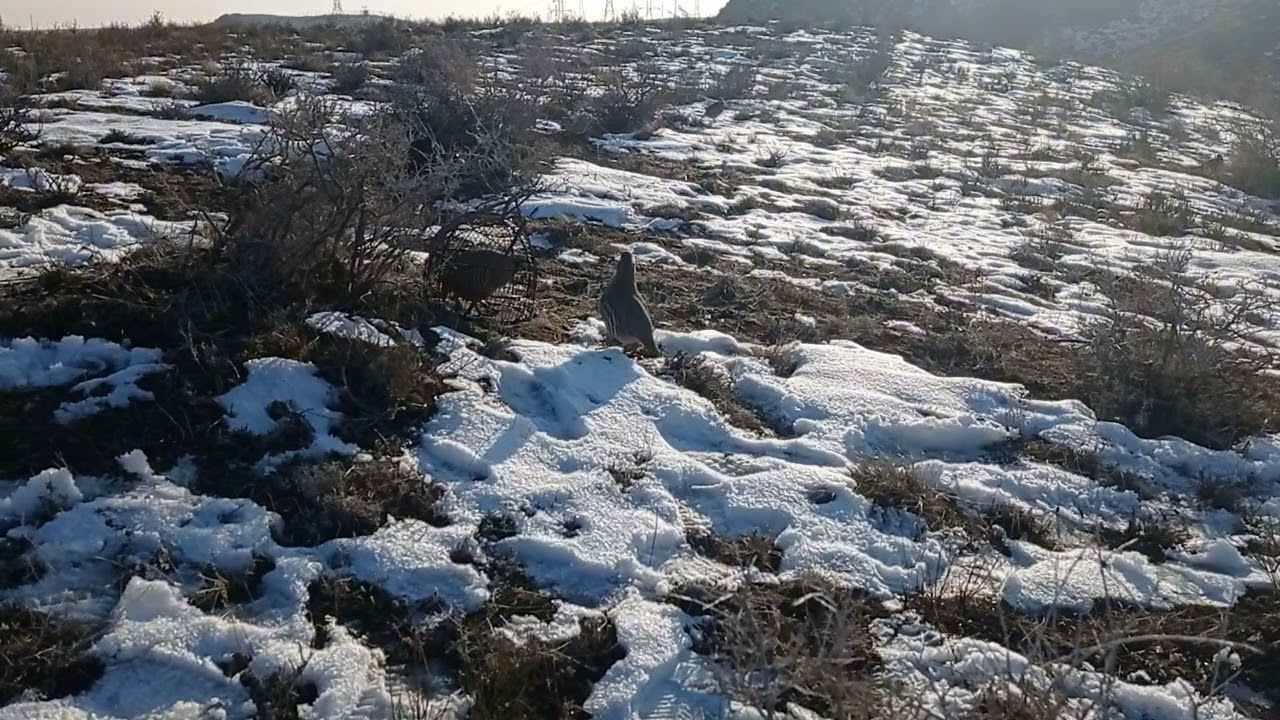 охота на кекликов. шикори кабк