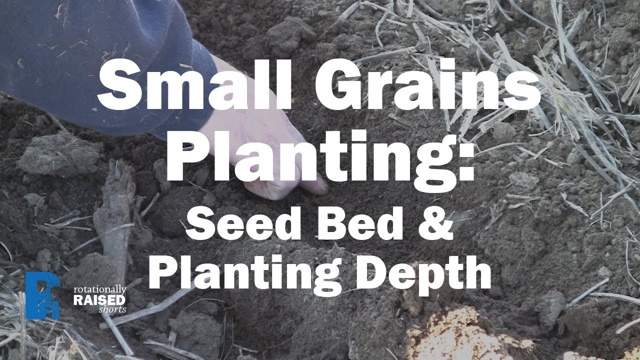 Small Grains Planting Depth and Seed Bed Prep