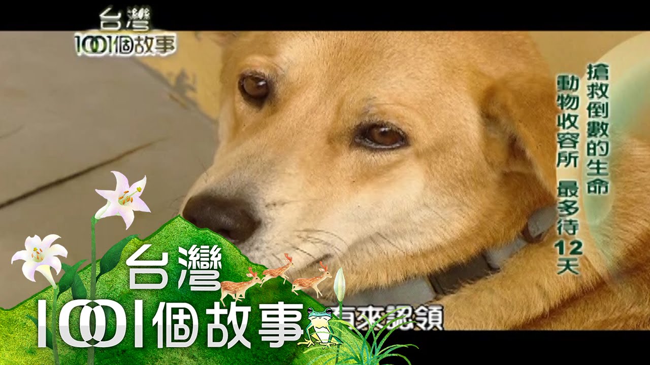 搶救倒數的生命 動物收容所 最多待12天 第72集 part1【台灣1001個故事】2011年