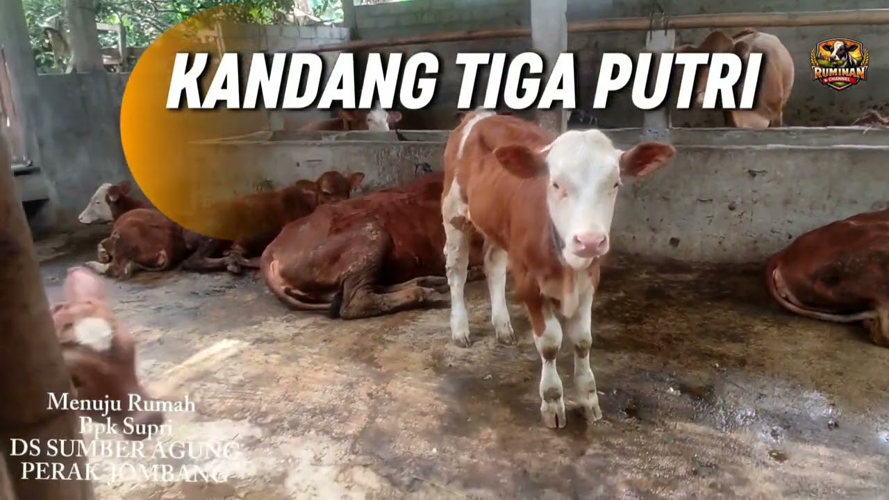 BLANTIK vs Sistem Modern! Fakta Pemasaran Sapi Rakyat di Kandang Tiga Putri Jombang