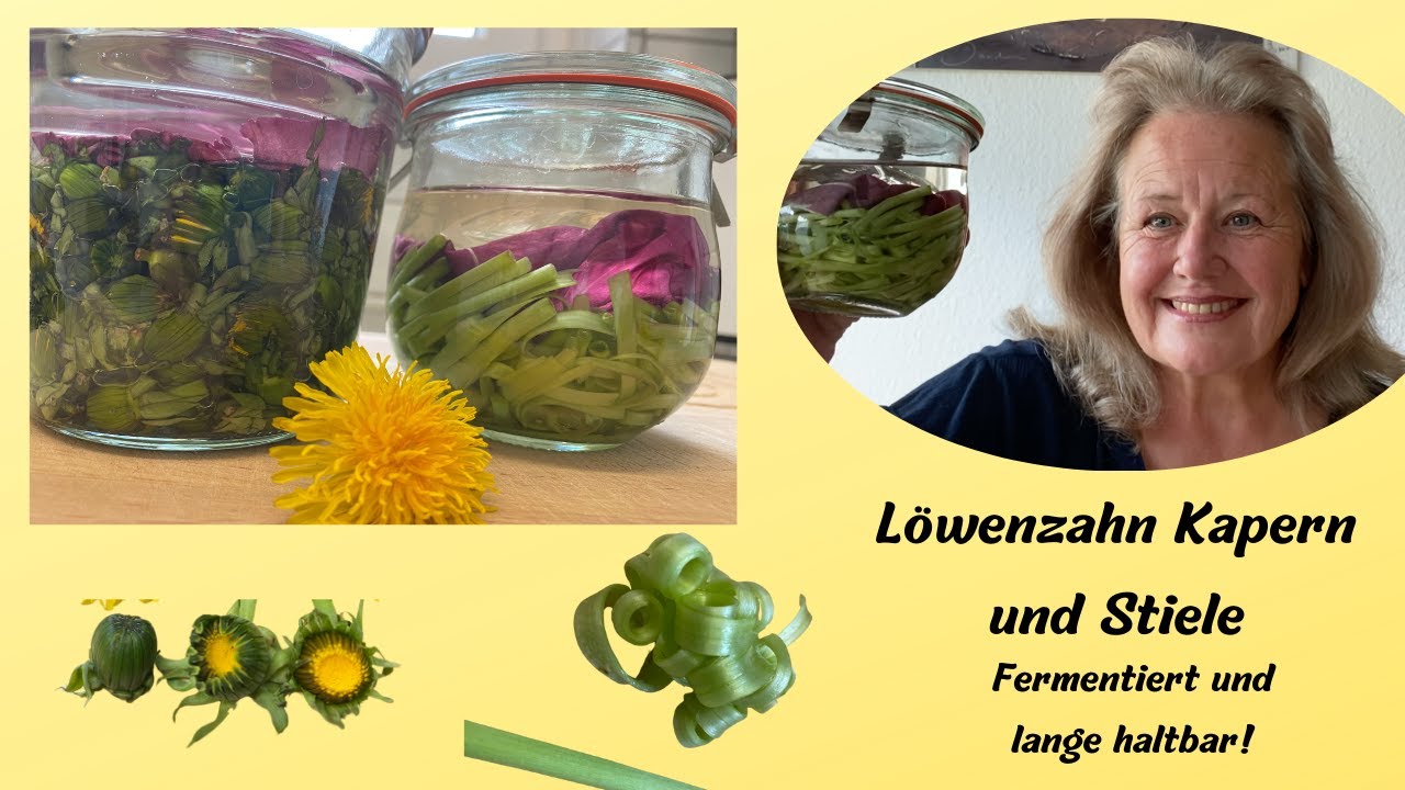 Löwenzahn Knospen und Stiele  fermentieren und haltbar machen. Ohne Essig und erhitzen.