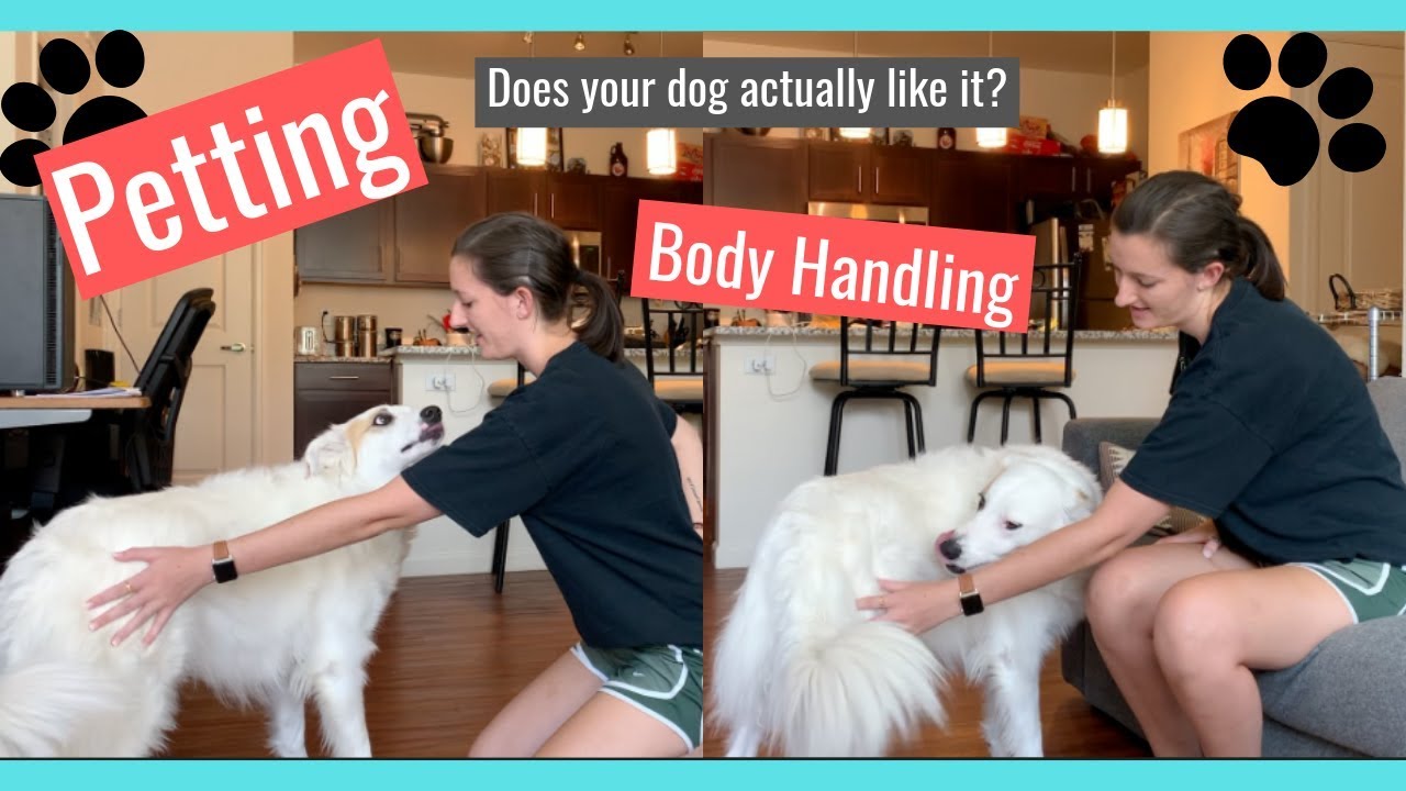Body Handling Training