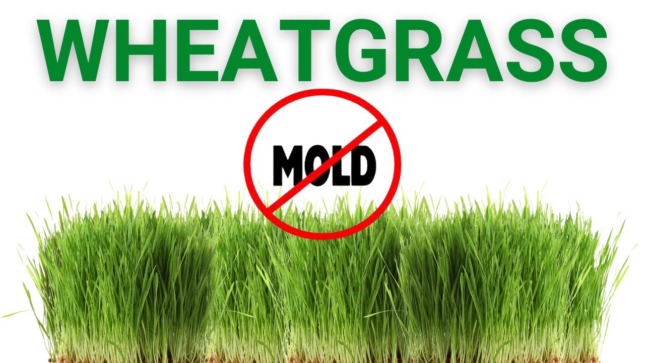 How To Grow Wheatgrass / Pet Grass with NO MOLD Step By Step