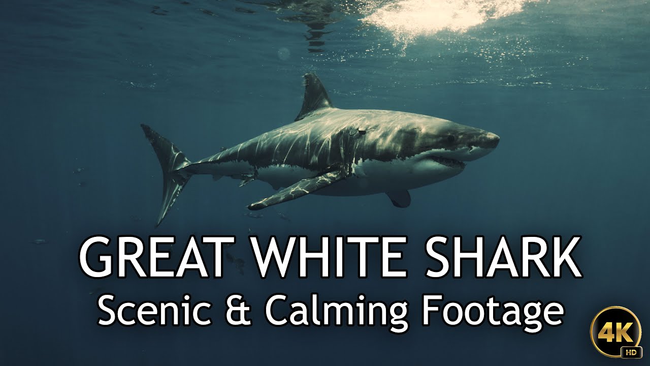 Beautiful Calming Great White Shark Footage