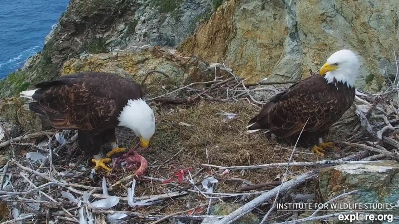 Two Harbors Eagles🦅Chase Catches Fish 1🦈that Ate Fish 2🐟that Ate Fish 3🦐explore.org 2026 Feb 20