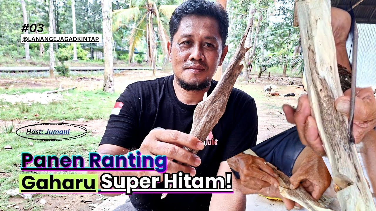 Panen Ranting Gaharu 1 Tahun — Hasil Hitam Pekat & Berkualitas Tinggi!