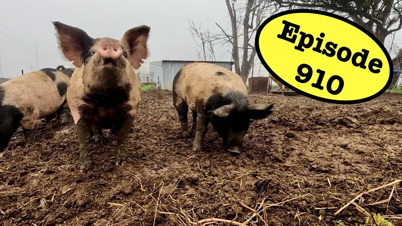 Pigs Get an Upgrade and GPS Gets A Mount!