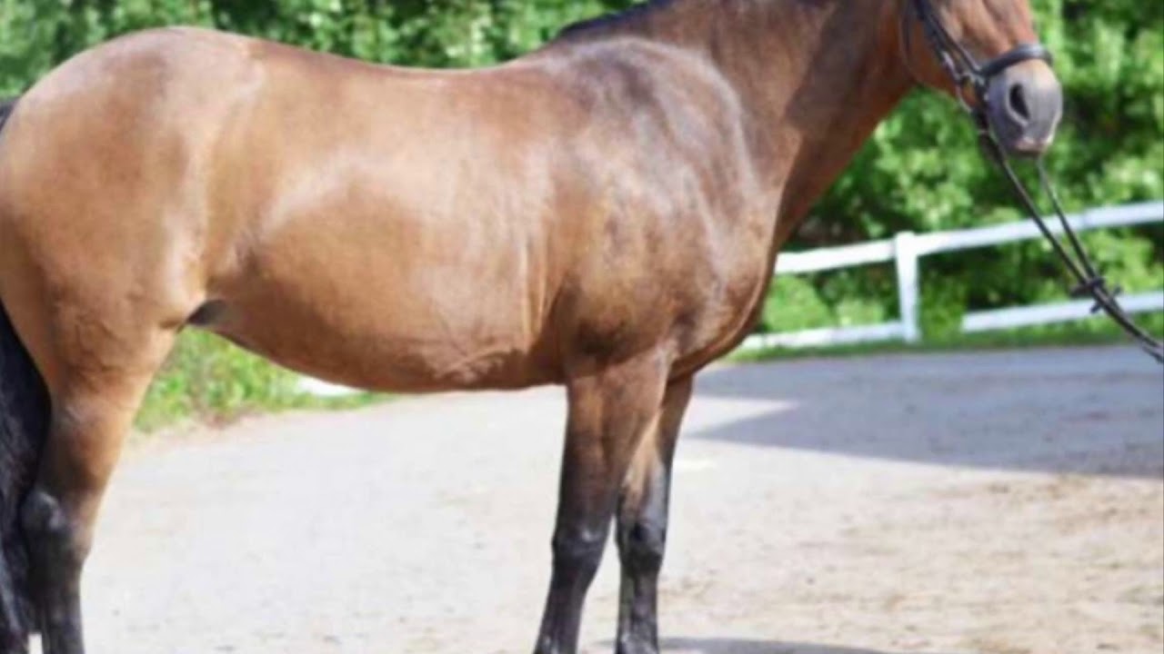 Till minne av Annabell 👼Borta men aldrig gl&ouml;md🖤