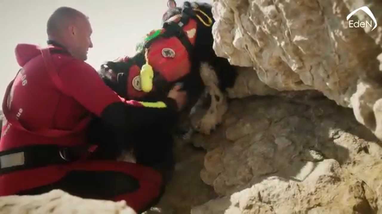 EdeN - Association Terre Neuve 06, Sauvetage Aquatique