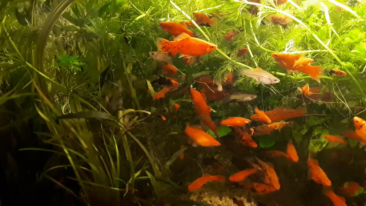 Acvaristică Melci şi icre. Aquarium Schnecken und Kaviar.Aquarium Snails and caviar.