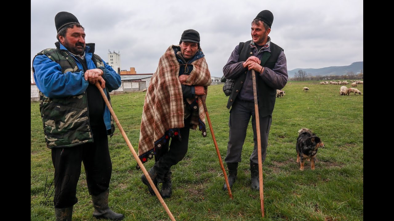 Momarlanii nostri din Petrila si-au adunat oile intr-o turma mare in TARA HATEGULUI!