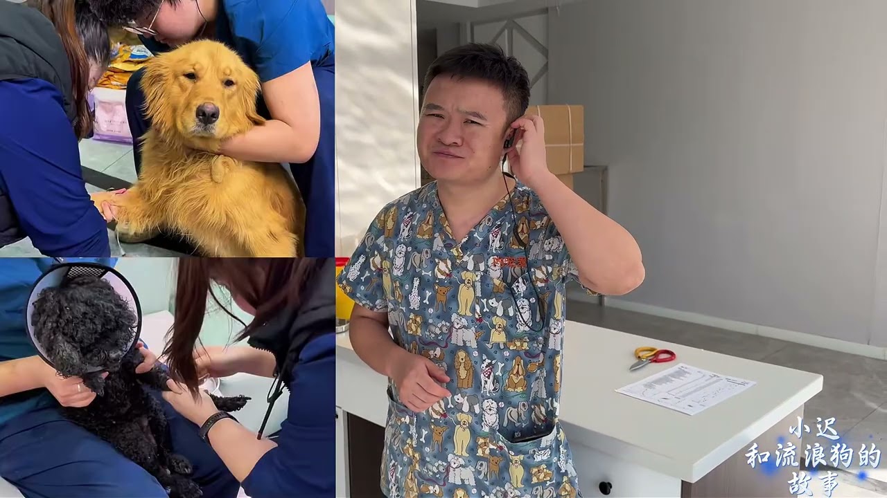 小迟流浪狗大院最老的狗和最老的人，跟了我五年的大娘，刚买的粮食，带狗第六期绝育