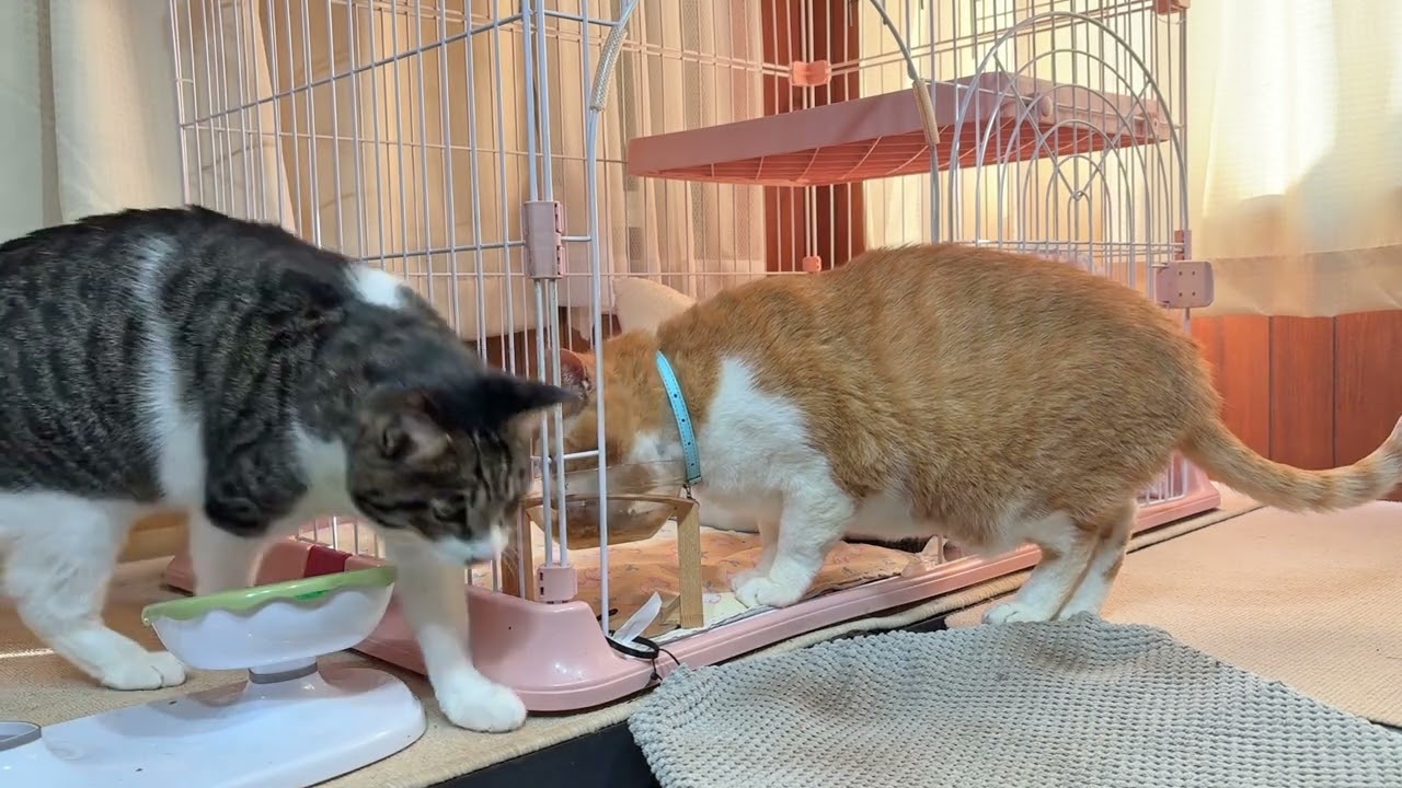 なかよし猫さんたちの朝ごはん【26年2月13日その1】