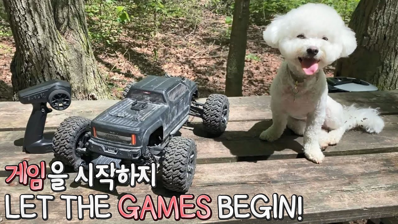 Bichon Frise VS RC CAR | SOM-thing Special way to exercise your dog!