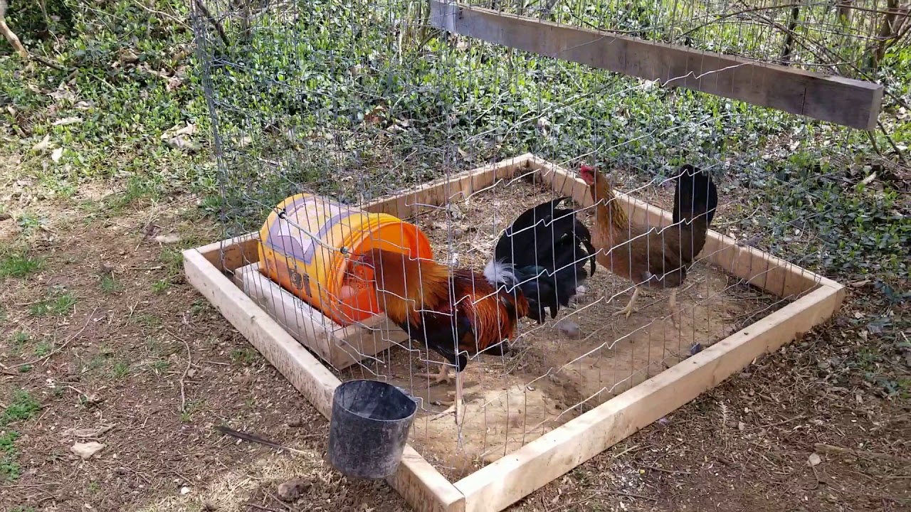 Проектирование загона для курятника/бойни