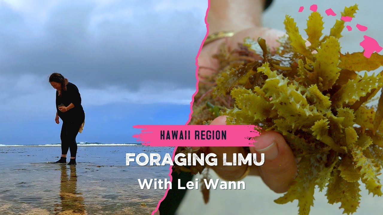 Foraging Limu with Lei Wann