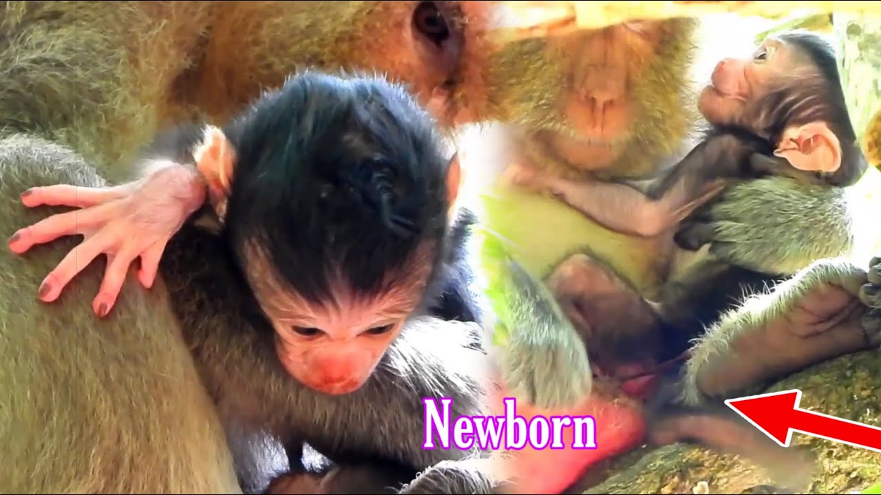 Welcome New Member Newborn Baby Monkey Just Born Today / 7 July 2020 | Popular Daily