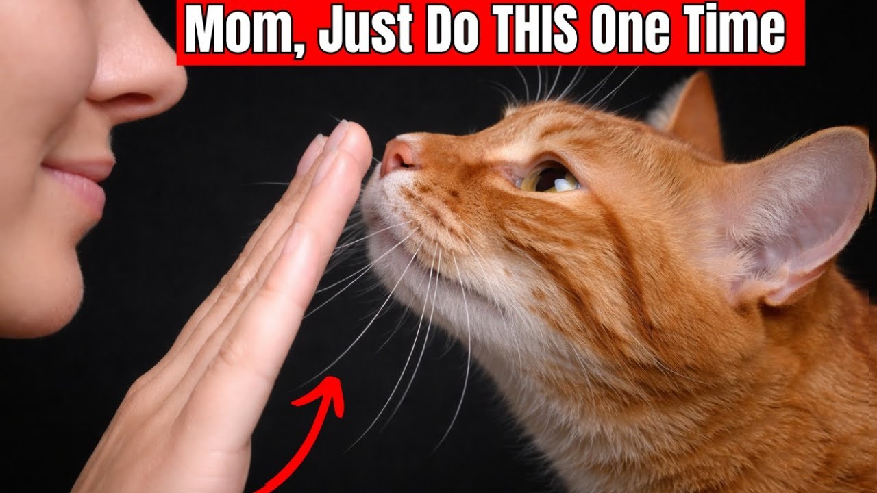 If You Do These 6 Things Daily – Your Cat Knows You Love Them Deeply