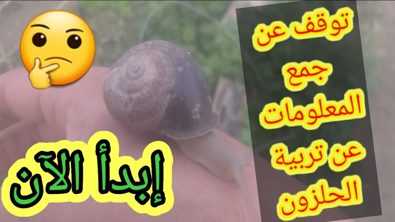توقف عن جمع المعلومات..👀👀و ابدأ الآن تربية الحلزون..🐌🐌التجربة هي الحل