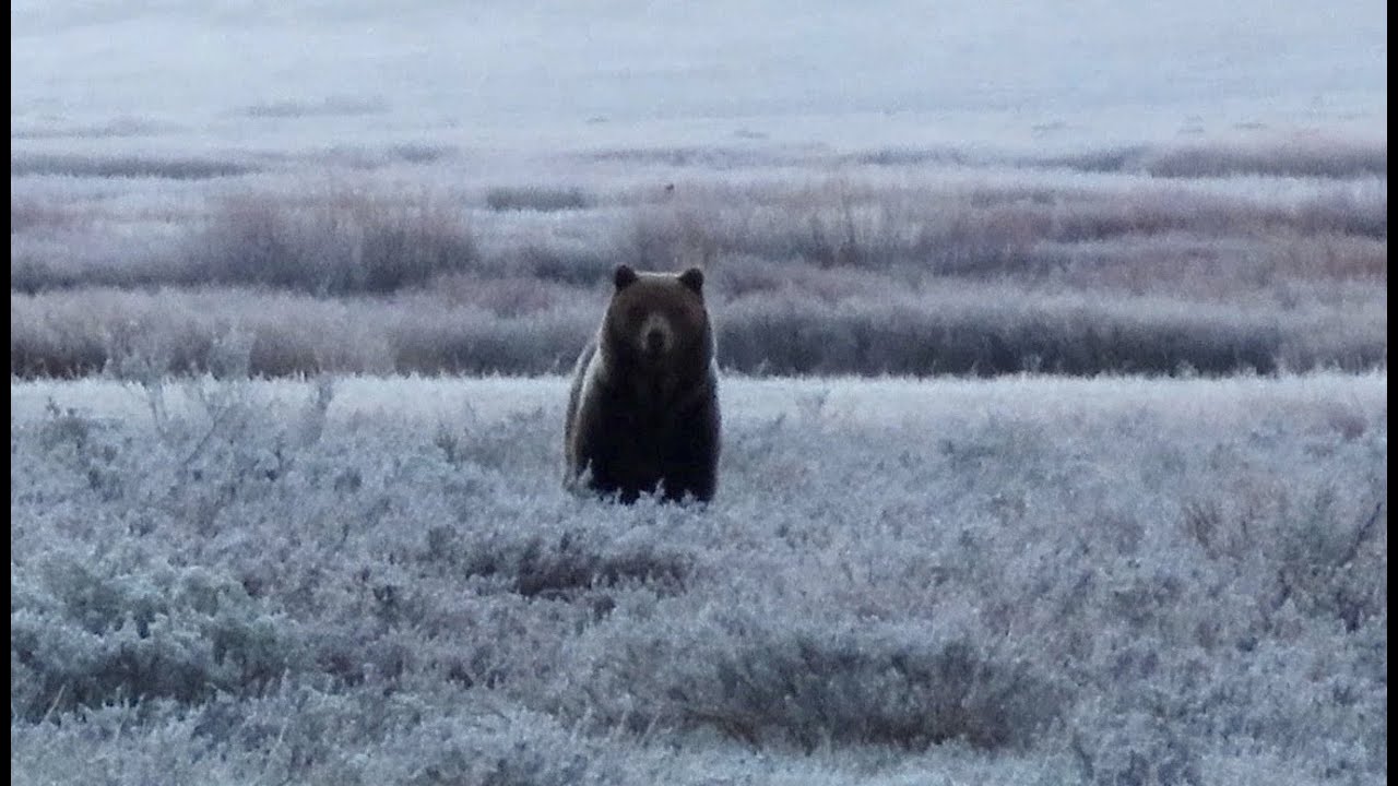 Real life grizzly encounter caught on video. Yellowstone National Park