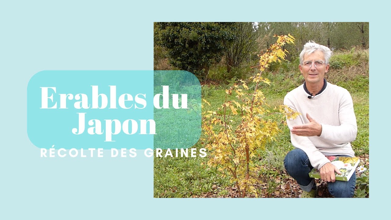 Récolte de graines d'érables du Japon - Monjardindansleslandes